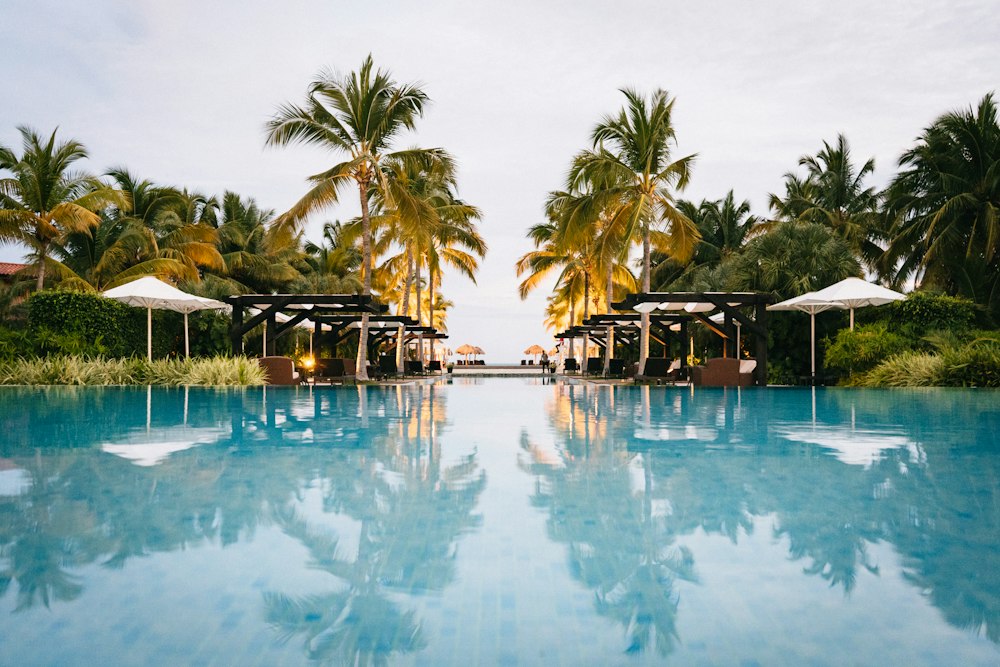 Palm-lined infinity pool at a luxury resort in daylight